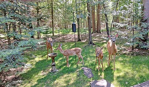 Dale’s trail cam photo of a local whitetail family. (Contributed photograph)