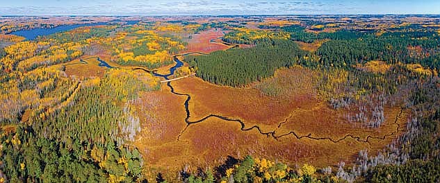 A golden hue dominates the color palette of tamarack trees and wetlands around Yukon Creek and the Squirrel River Saturday, Oct. 10, 2020 in Minocqua. (Photo by Dean Hall/Lakeland Times)