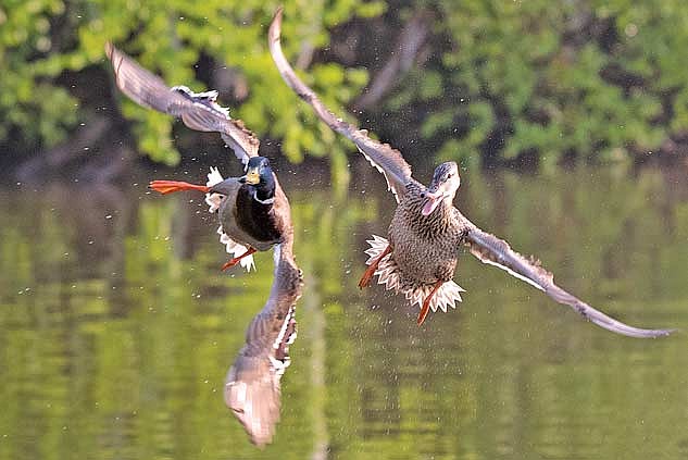 Prepare for the Wisconsin waterfowl seasons opening soon. (Photo by Dean Hall/Lakeland Times)