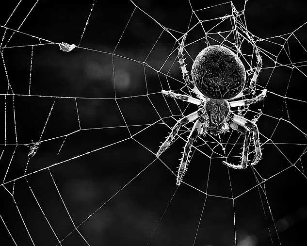 An orb-weaver spider sits in its web in Minocqua. (Photo by Dean Hall/Lakeland Times)