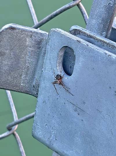 An orb-weaving spider rests while sitting on a fence in Minocqua. (Photo by Brett LaBore/Lakeland Times)