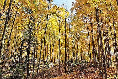 Experience the majesty of fall in Wisconsin at the Northern Highland-American Legion State Forest. (Contributed photograph)