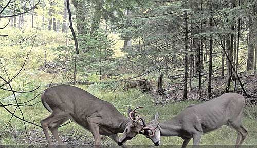 Streubel’s recent trail cam photo of two bucks fighting. (Contributed photograph)