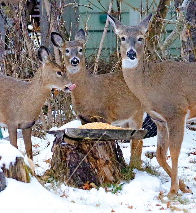 Baiting and feeding encourage deer to congregate unnaturally around a specific location, creating an environment where infected deer can quickly spread diseases like CWD. (Photo by Dean Hall/Lakeland Times)