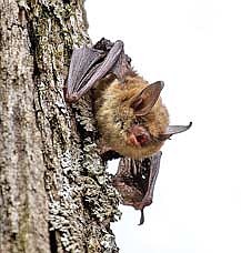 The northern long-eared bat, one of Wisconsin’s eight bat species, is a federally endangered species and threatened in Wisconsin. (Contributed photograph)