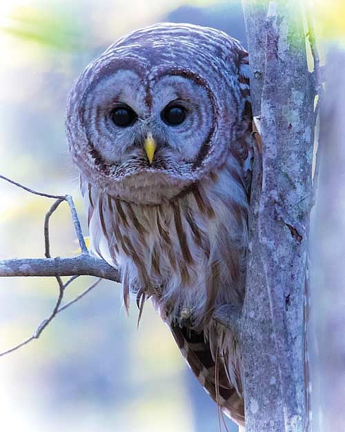 A barred owl takes flight in Minocqua. (Photo by Dean Hall/Lakeland Times)