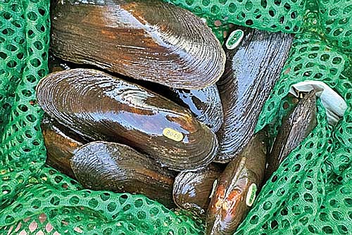 Staff from the Wisconsin DNR, Minnesota DNR and the U.S. Fish and Wildlife Service worked together to release spectaclecase mussels in the Chippewa River. (Contributed photograph)