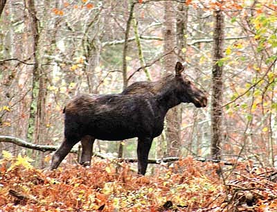 This moose cow was sighted in Hazelhurst on Oct. 21 at about 5 p.m. (Contributed photograph)