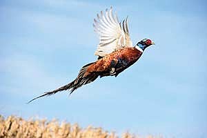 The state’s pheasant hunting season opened on Oct. 18 and will close on Jan. 4, 2026. According to the DNR’s website, the state plans to stock approximately 75,000 birds this year on over 80 properties statewide from the state game farm. However, there are still some places in Wisconsin where hunters can find wild birds too. (Contributed photograph)
