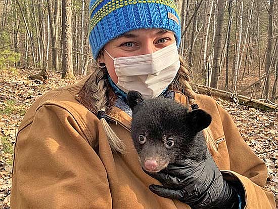 Cubs cannot yet regulate their temperature and have delicate immune systems, so den survey participants wear protective gear and keep them warm while DNR staff members fit a GPS collar on the mother bear during den surveys. (Contributed photograph)