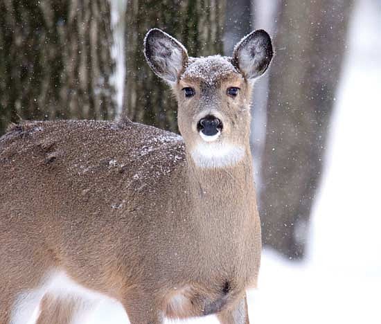 The Wisconsin Department of Natural Resources stated that preliminary figures show the 2025 gun deer harvest was down 0.8 percent from 2024. The DNR stated 86,068 antlered deer and 96,016 antlerless deer were harvested during the nine-day hunt that concluded Nov. 30. (Photo by Dean Hall/Lakeland Times)