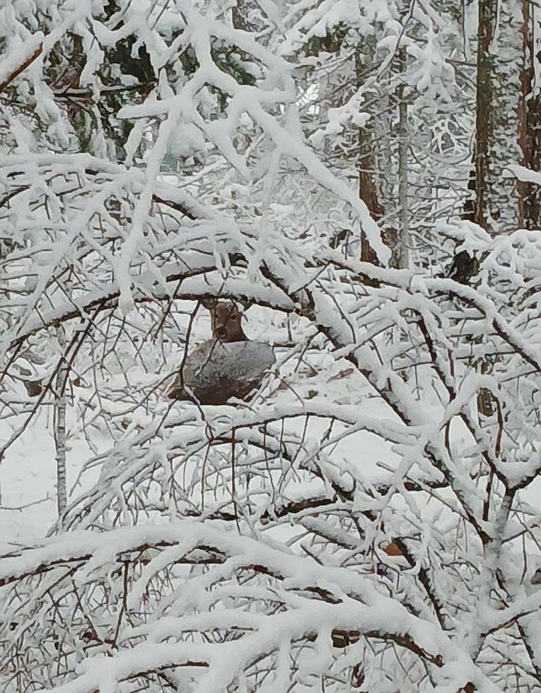Dale Streubel's photo of fawn. (Contributed photograph)