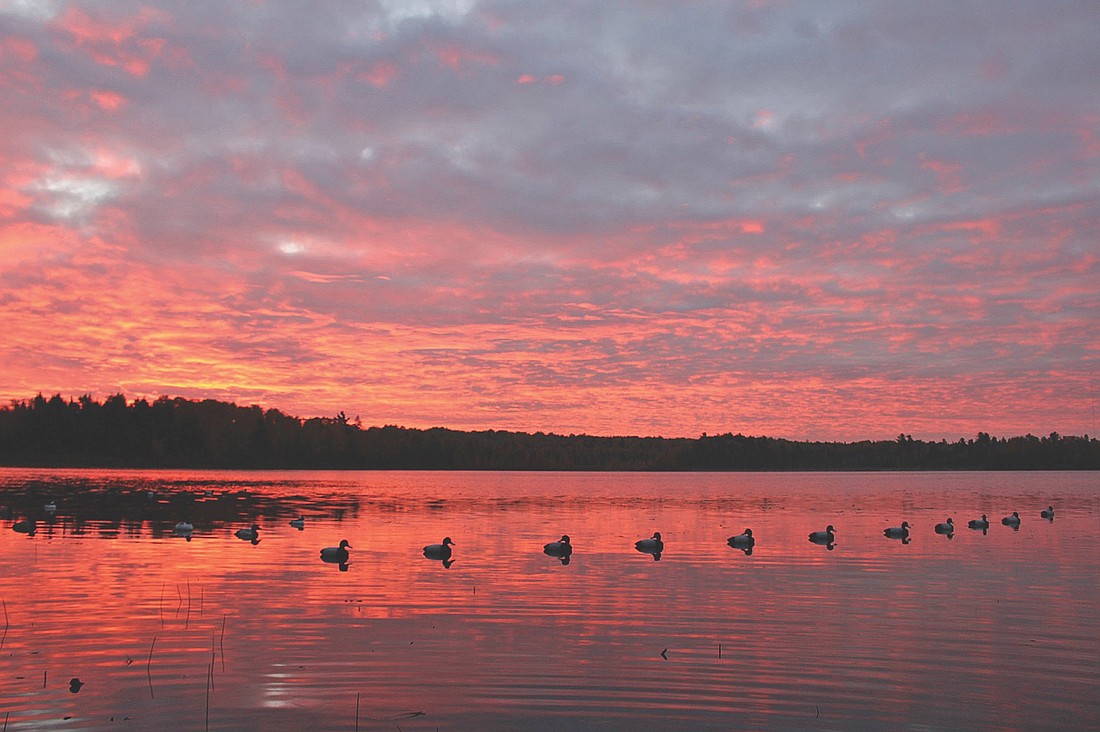 Just as the sun signaled start by peering through the clouds and over the white pines and quaking aspen, the whistling wings whispered, “good morning.” A sure sign that the cold provided at least some birds to entertain our sleep deprived senses. (Photo by Blake Richard/Special to the Lakeland Times)