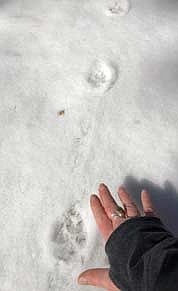 A fresh animal track in the snow (like this coyote track) — one of the clues participants learn to identify during the Winter Wildlife Snowshoe Hike. (Contributed photograph)