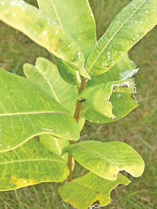 Ants can be seen everywhere from logs to leaves and occasionally, people’s homes. (Photo by Brett LaBore/Lakeland Times)