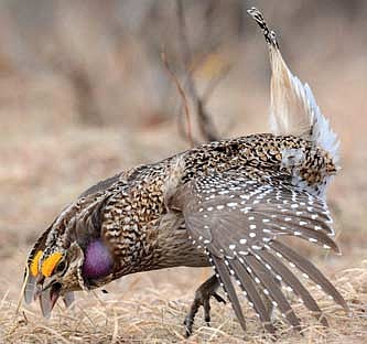 Friends groups partner with the Wisconsin DNR to make blinds available for up-close viewing of the remarkable and entertaining mating dance of the sharp-tailed grouse. (Contributed photograph)