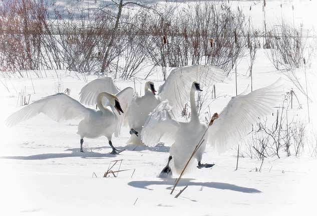 Trumpeter swans were removed from the Wisconsin endangered species list in 2009 due to the success of recovery efforts, thanks in part to contributions to the Endangered Resources Fund. (Photo by Dean Hall/Lakeland Times)