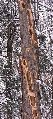 Photo detail