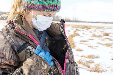 Bear den survey participants wear protective gear and keep vulnerable cubs warm while DNR staff members fit a GPS collar on the mother bear during den surveys. (Contributed photograph)