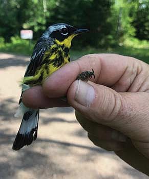 A photo of a magnolia warbler by John Bates. (Contributed photograph)
