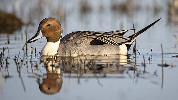 A drake northern pintail glides by the wildlife viewing platform at Colusa NWR. (Photo by Blake Richard)