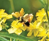 The endangered rusty patched bumble bee benefits when you donate to the Endangered Resources Fund on your state income tax form. (Contributed photograph)