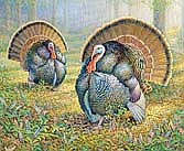 The DNR is now accepting artwork entries for the 2027 Wild Turkey, Pheasant and Waterfowl Stamp Design Contests. (Contributed image)