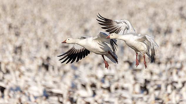 Snow geese at Loess Bluffs National Wildlife Refuge near Mound City, Missouri. (Photo by Blake Richard/Lakeland Times)