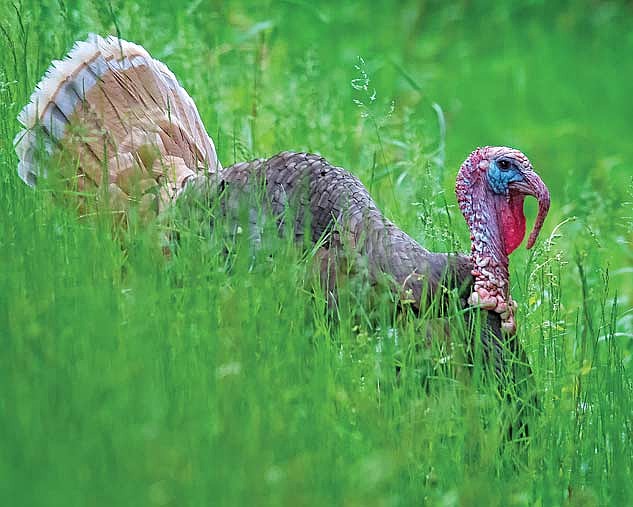 Previously known as leftover permits, bonus harvest authorizations will be available online through the Go Wild license portal and at all license sales agents. (Photo by Dean Hall/Lakeland Times)