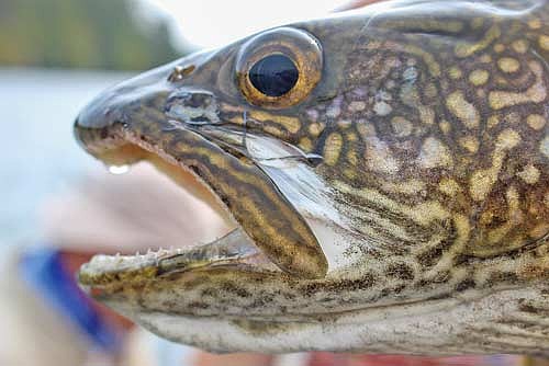 Lake trout have two genetically distinct inland populations in Wisconsin. (Photo by Blake Richard/River News)
