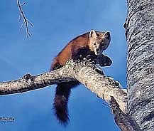 American martens are a Wisconsin endangered species that benefit from contributions to the Endangered Resources Fund. (Contributed photograph)