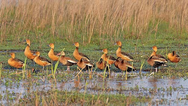 As the sun set on February 21, 2026, a group of fulvous whistling ducks joined a small bunch of black-bellied whistling ducks at the Lacassine NWR. (Photo by Brett LaBore/Lakeland Times)