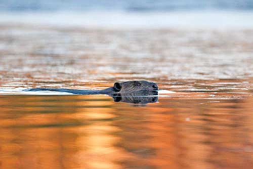 The state Department of Natural Resources is going through the process of updating Wisconsin’s beaver management plan. A draft of the updated plan is expected by fall and members of the public will have an opportunity to comment on it then. (Photo by Blake Richard/River News)