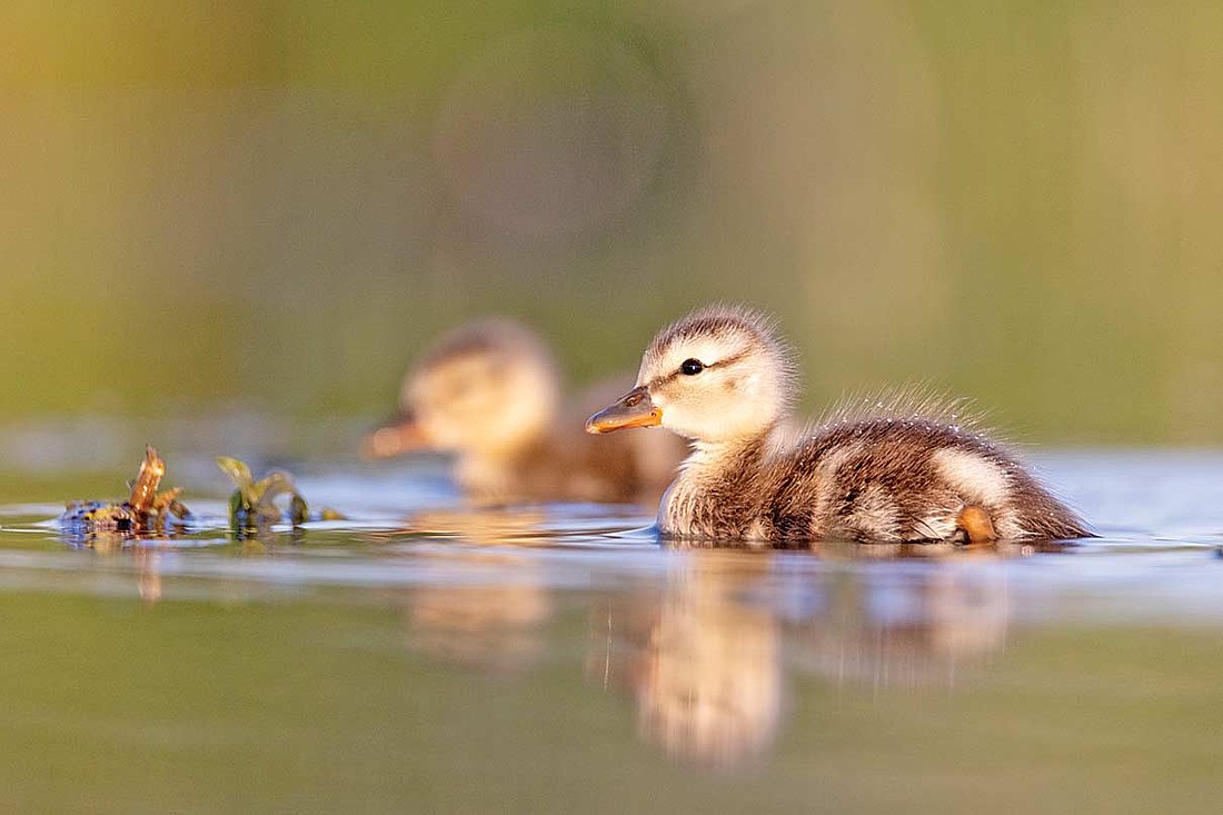 Swimming effort by the duckling at the end of line is significantly less than its siblings ahead, but the risk of being eaten by a predator is higher. (Photo by Blake Richard/River News)