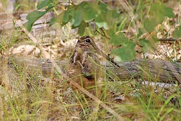In the chaos of spring, our northwoods companion can create a more predictable calendar. (Photo by Blake Richard/River News)