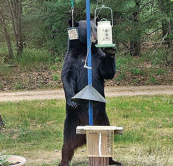 To avoid potential conflicts, it’s important to recognize what attracts black bears and take steps to reduce these attractants whenever possible. (Contributed photograph)