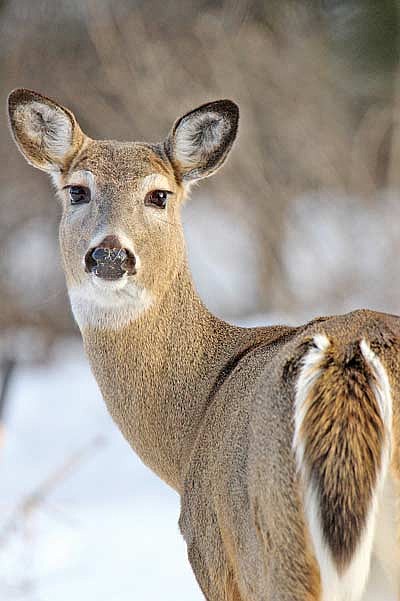 Across unit 116 last season, harvest density was 1.4 bucks per square mile, and 0.5 does per square mile, roughly three bucks for every doe. (Photo by Blake Richard/River News)