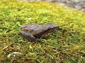 The DNR’s Wisconsin Frog and Toad Survey is the longest-running community-based frog calling survey in North America. (Contributed photograph)