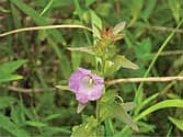 Earleaf foxglove, a globally vulnerable plant, was only known in two places in the state. In 2025, a volunteer discovered a third. (Contributed photograph)