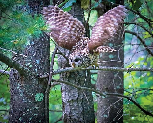 A barred owl takes flight in Minocqua. (Photo by Dean Hall/Lakeland Times)