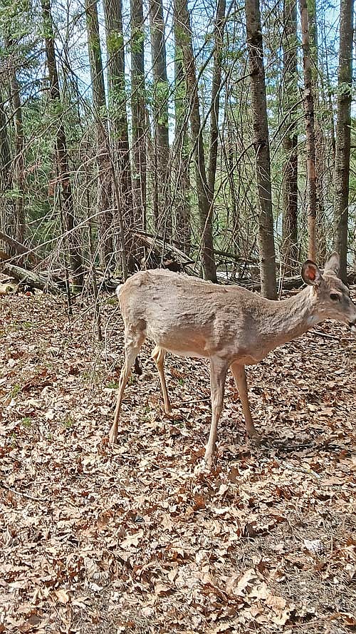 Dale Streubel's photo of pregnant doe. (Contributed photograph)