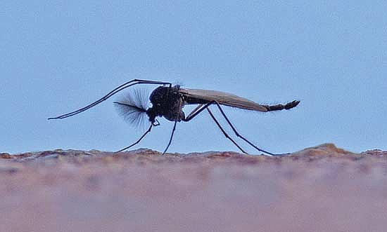 Midges are a small mosquito-like insect that hatch into adult form typically between mid-May to mid-June. (Photo by Blake Richard/River News)