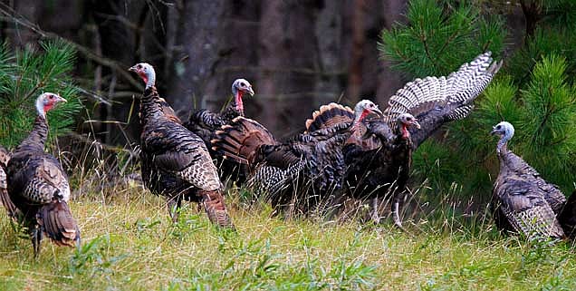 This year could have the sixth highest harvest for a spring turkey season in Wisconsin, depending on what the final numbers are. The first statewide turkey hunting season was held in 2006. (Photo by Dean Hall/Lakeland Times)