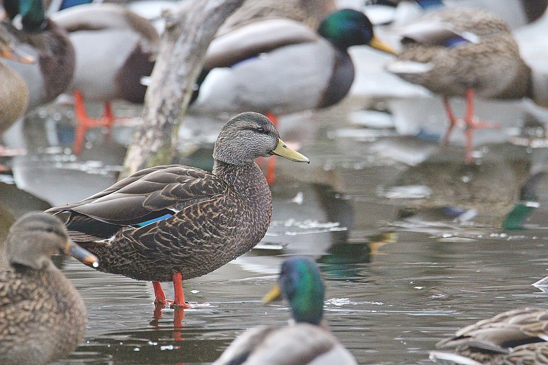 American black ducks are one of four mallard-like ducks on continental North America. They’re found primarily east of the Mississippi River, breeding from eastern Manitoba to Nova Scotia, and wintering as far south as Georgia and Arkansas. (Photo by Blake Richard/River News)
