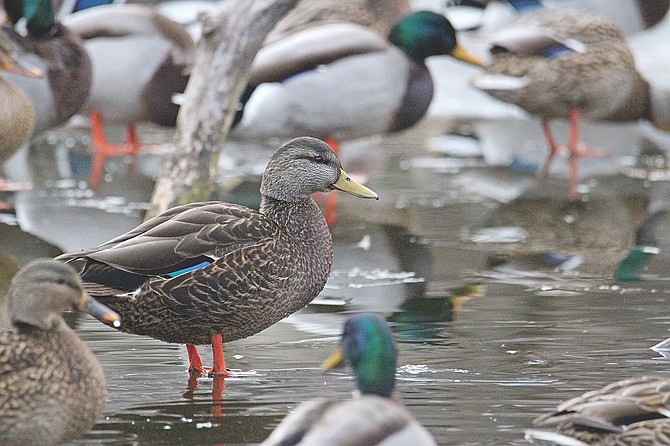 Photo detail