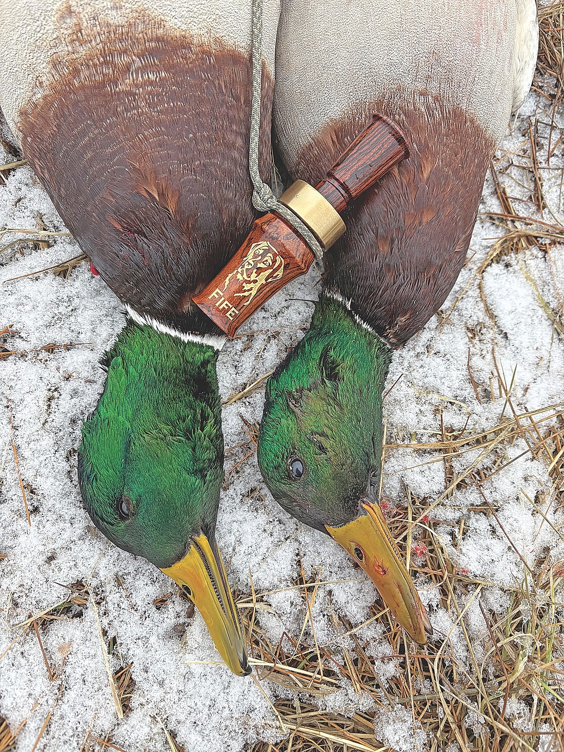On my first New Year’s Day hunt in the desert of Eastern Washington, this pair of greenheads came in to a call that rarely sees the field. (Photo by Blake Richard/River News)