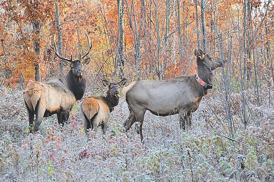 Reintroduction efforts for elk began in Wisconsin during the 1930s, but weren’t successful until the second attempt in the mid-1990s. There are two elk herds in the state today, and the most recent population estimate was just over 600 elk. (Contributed photograph)