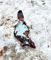 A beaver carcass covered with poison and found on March 26. (Contributed photograph)