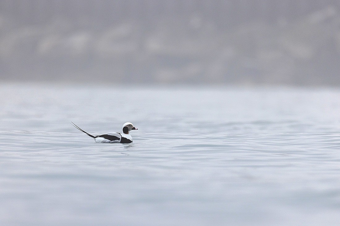 Nearly 1,400 long-tailed ducks were harvested during the hunter harvest survey on Lake Michigan in 2016. Lake Michigan long-tailed ducks feed mostly on small amphipods in the genus diporeia, with diets now shifting more towards zebra and quagga mussels. (Photo by Blake Richard/River News)