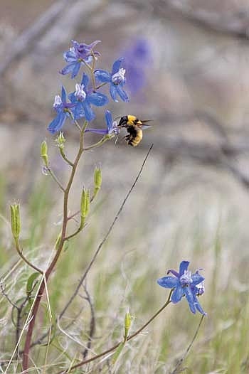 The bee lawn portion of the pollinator habitat site tours will start at noon on Sunday, June 28 at the Healing Nature Center in Three Lakes. The tour will make two more stops before concluding at 3 p.m. (Photo by Blake Richard/River News)